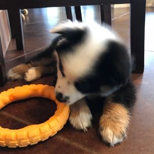 Meet your Posher, Bear